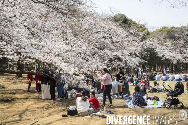 La floraison des cerisiers a tokyo