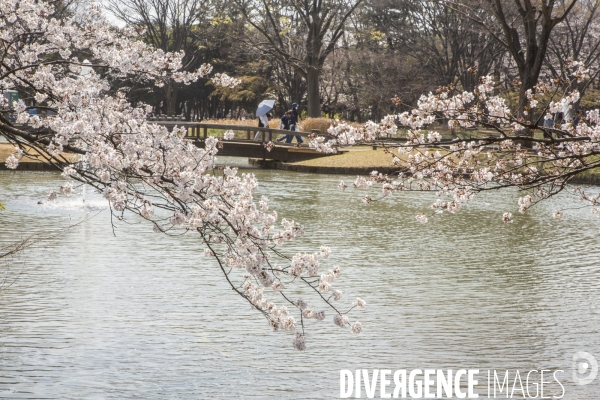 La floraison des cerisiers a tokyo