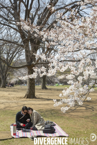 La floraison des cerisiers a tokyo