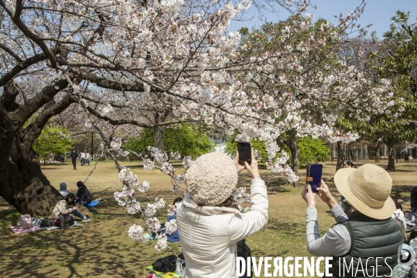 La floraison des cerisiers a tokyo