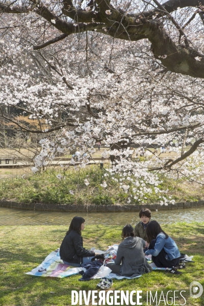 La floraison des cerisiers a tokyo