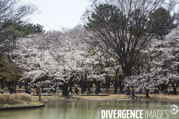 La floraison des cerisiers a tokyo