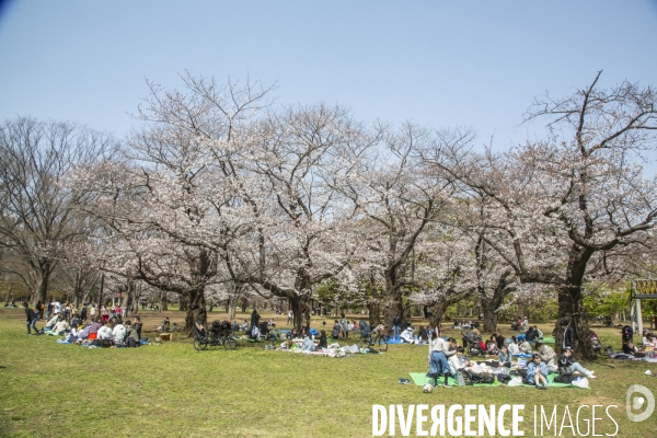 La floraison des cerisiers a tokyo