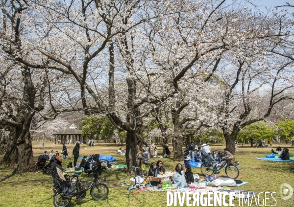 La floraison des cerisiers a tokyo