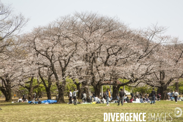 La floraison des cerisiers a tokyo