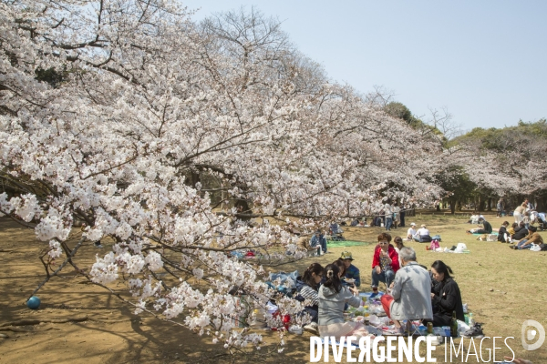 La floraison des cerisiers a tokyo