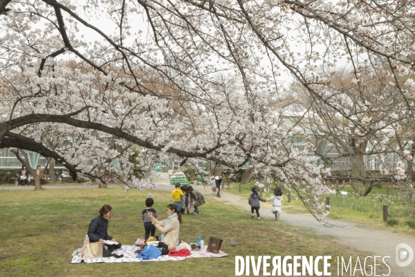 La floraison des cerisiers a tokyo