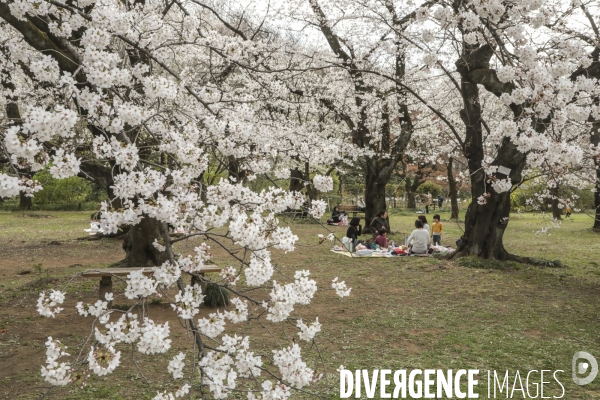 La floraison des cerisiers a tokyo