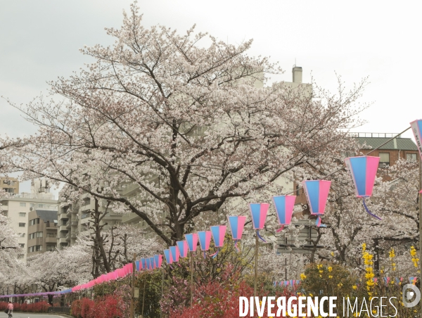 La floraison des cerisiers a tokyo