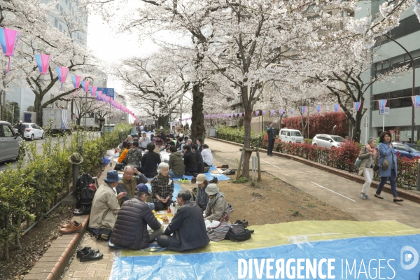 La floraison des cerisiers a tokyo