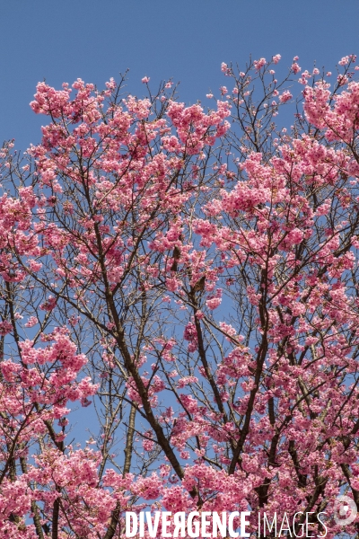 La floraison des cerisiers a tokyo