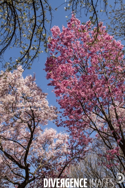La floraison des cerisiers a tokyo