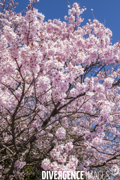 La floraison des cerisiers a tokyo