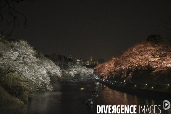 La floraison des cerisiers a tokyo