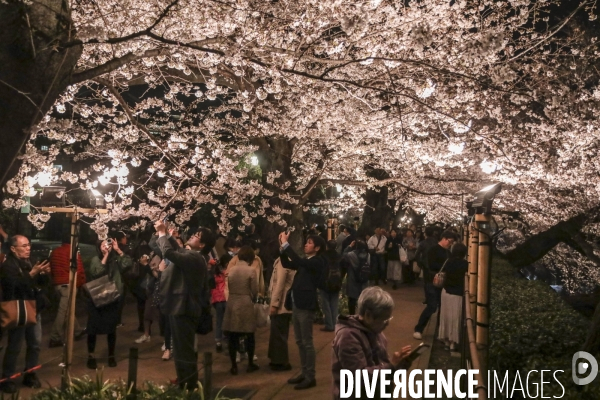 La floraison des cerisiers a tokyo