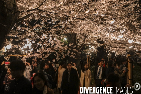 La floraison des cerisiers a tokyo