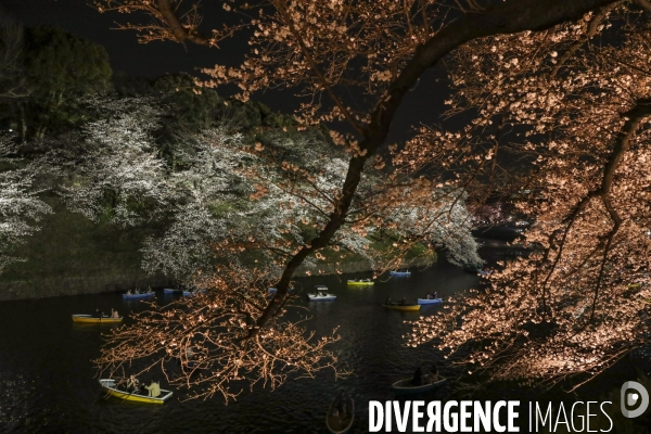 La floraison des cerisiers a tokyo