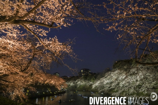 La floraison des cerisiers a tokyo