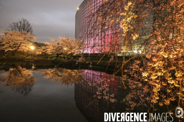 La floraison des cerisiers a tokyo
