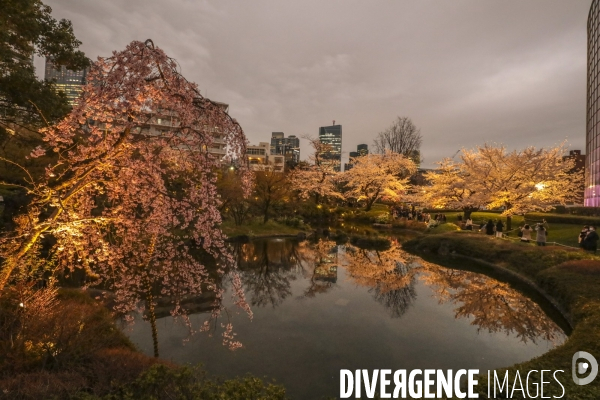 La floraison des cerisiers a tokyo