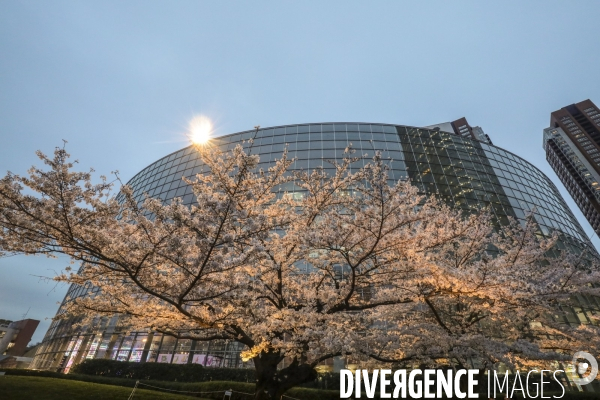 La floraison des cerisiers a tokyo