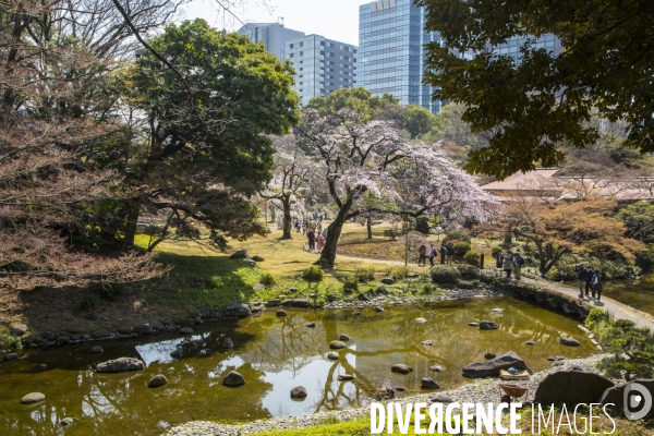 La floraison des cerisiers a tokyo