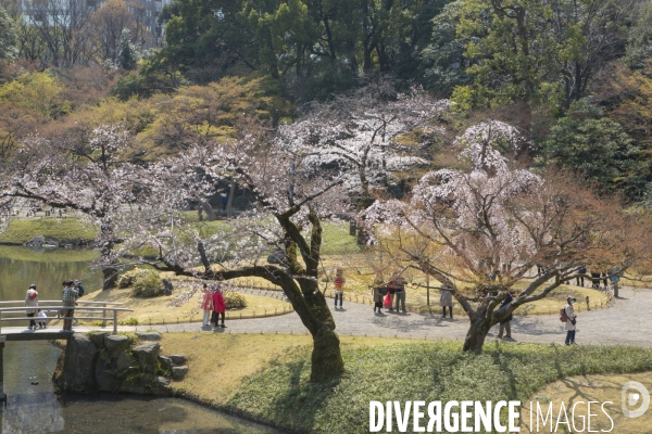 La floraison des cerisiers a tokyo