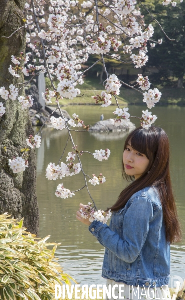 La floraison des cerisiers a tokyo