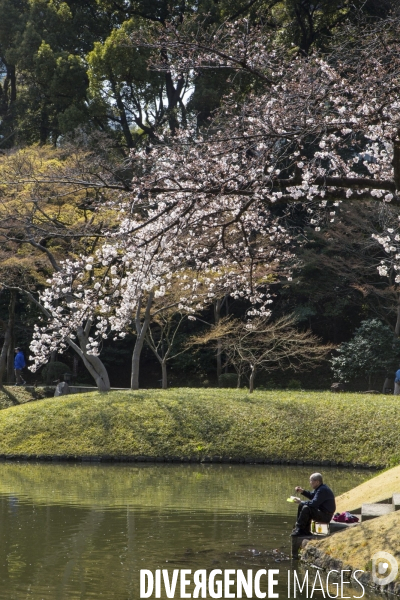 La floraison des cerisiers a tokyo