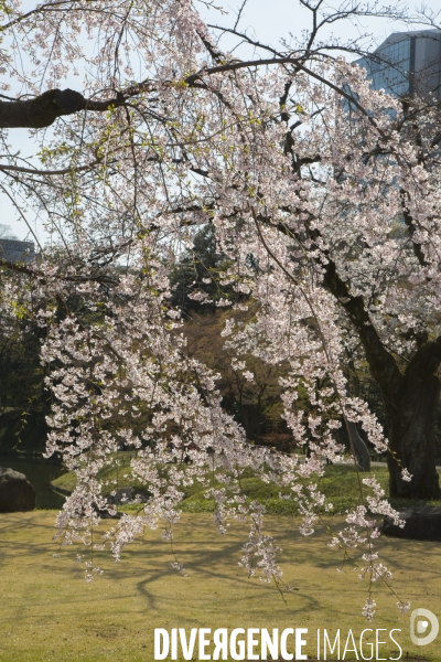 La floraison des cerisiers a tokyo