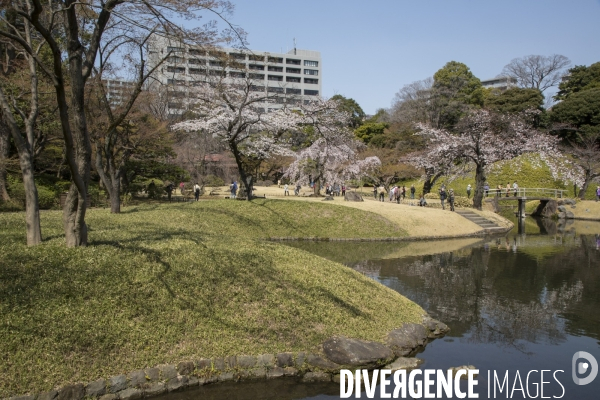 La floraison des cerisiers a tokyo