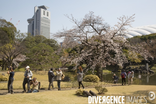 La floraison des cerisiers a tokyo