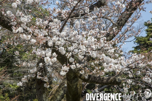 La floraison des cerisiers a tokyo