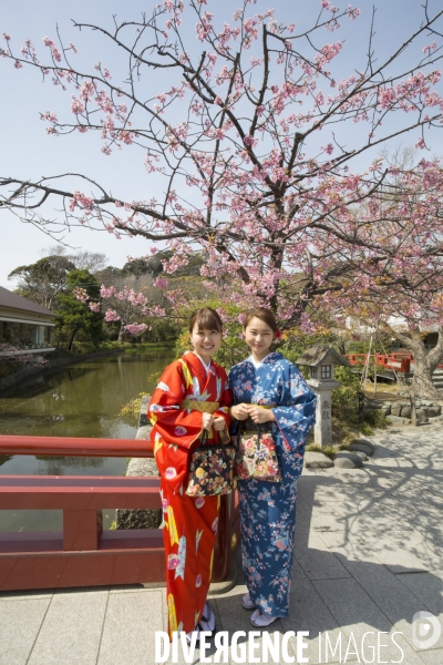 La floraison des cerisiers a tokyo