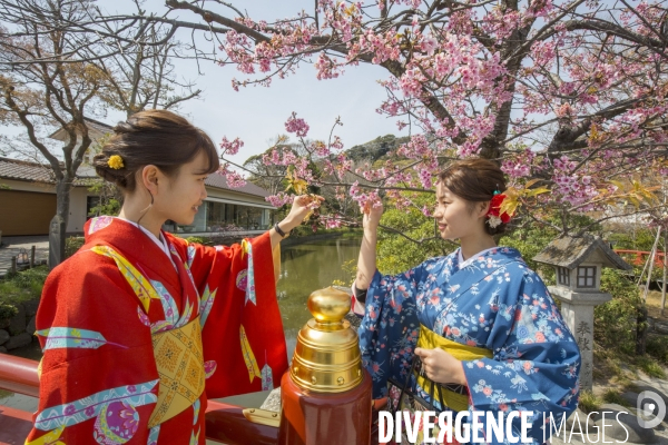 La floraison des cerisiers a tokyo