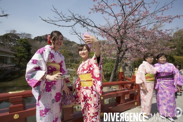 La floraison des cerisiers a tokyo