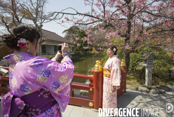 La floraison des cerisiers a tokyo