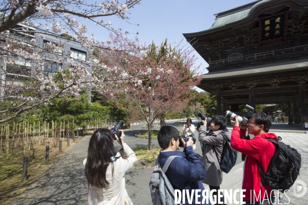 La floraison des cerisiers a tokyo