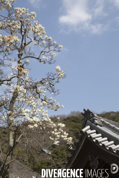 La floraison des cerisiers a tokyo