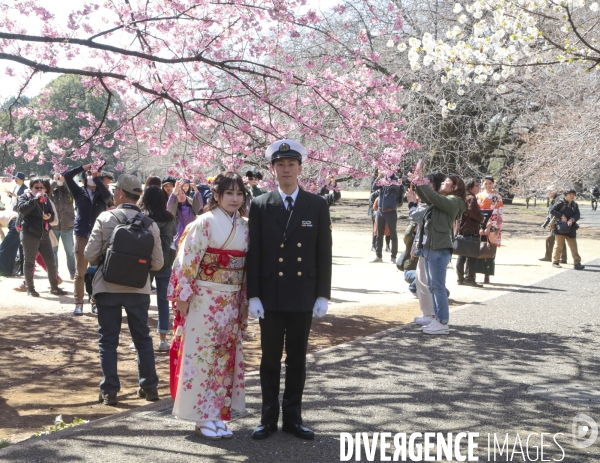 La floraison des cerisiers a tokyo