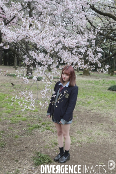 La floraison des cerisiers a tokyo