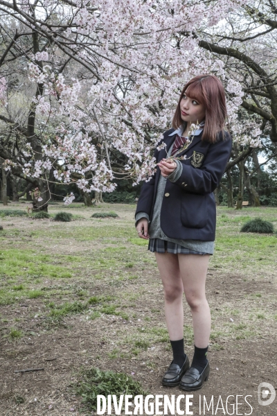 La floraison des cerisiers a tokyo