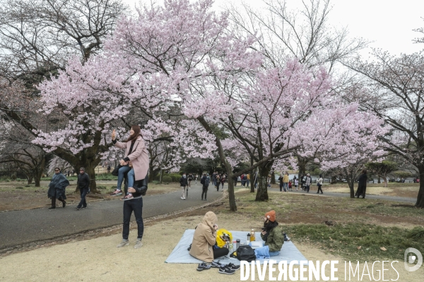 La floraison des cerisiers a tokyo