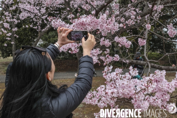 La floraison des cerisiers a tokyo