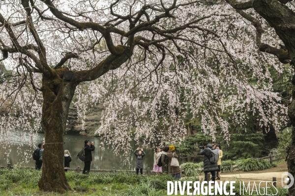 La floraison des cerisiers a tokyo