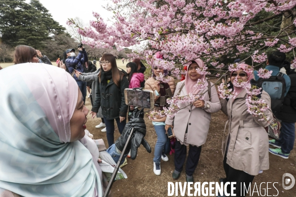 La floraison des cerisiers a tokyo