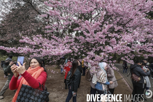 La floraison des cerisiers a tokyo