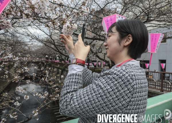 La floraison des cerisiers a tokyo