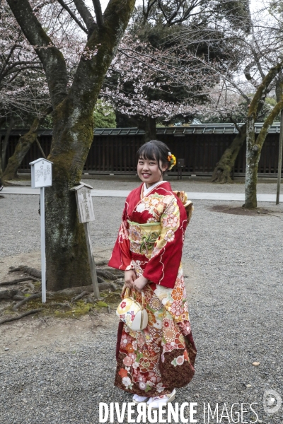 La floraison des cerisiers a tokyo