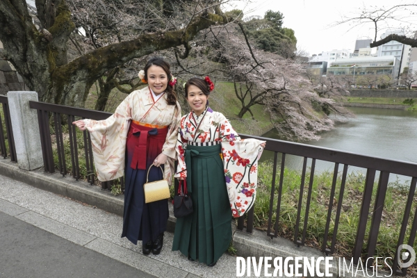 La floraison des cerisiers a tokyo